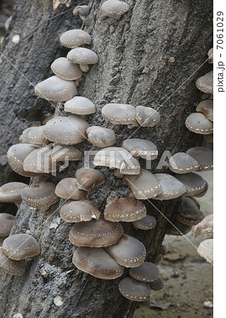 木成りのしいたけ 木成りのしいたけ 7061029