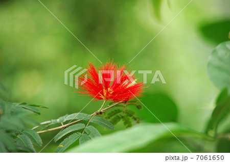 カリアンドラ-トウィーディー カリアンドラ-トウィーディー 7061650