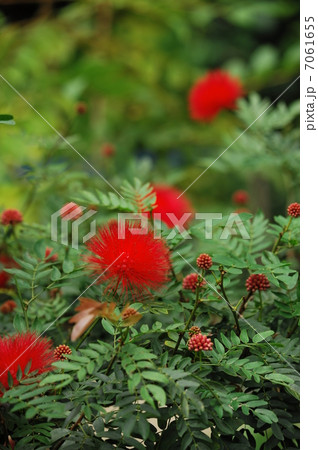 カリアンドラ-ハエマトケファラ赤花 7061655