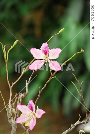バウヒニアプルプレア バウヒニアプルプレア 7061656