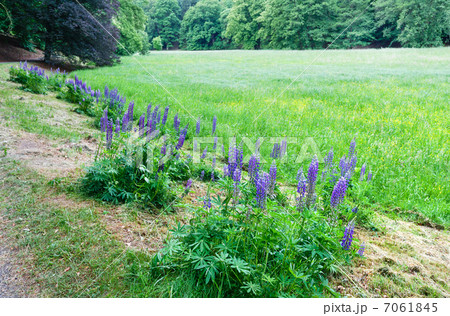 Purple flowers Purple flowers 7061845