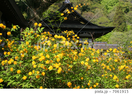 京都　松尾大社　山吹 7061915