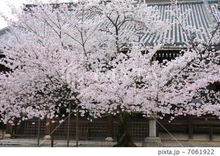 京都　本法寺　桜 7061922