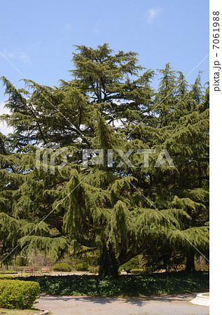 ヒマラヤスギ ヒマラヤスギ 7061988