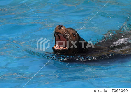 カルフォルニアアシカ カルフォルニアアシカ 7062090