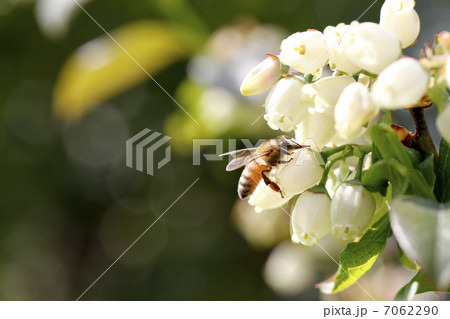 ミツバチ 7062290