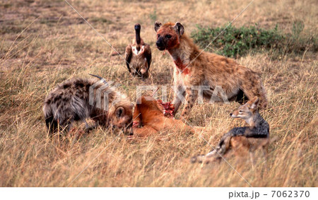 弱肉強食 7062370