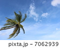 椰子の木と空 7062939