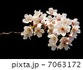 桜 7063172