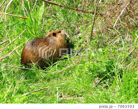 淀川の草を食べるヌートリア 7063503