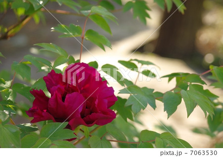 牡丹の花 7063530