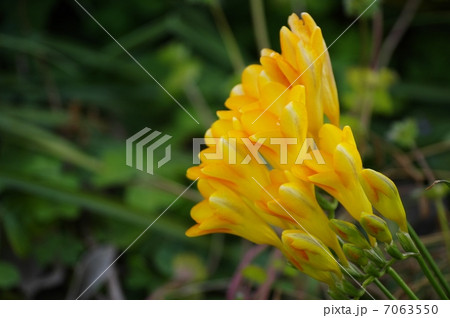 フリージア 7063550