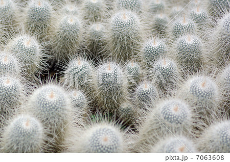 サボテン 7063608