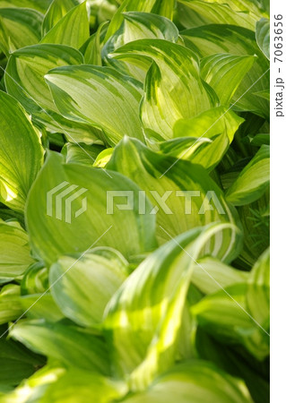 ぎぼうしの葉 ぎぼうしの葉 7063656