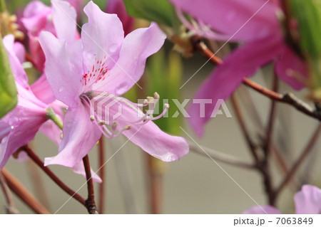 ミツバツツジ 7063849