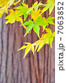 黄の紅葉 7063852
