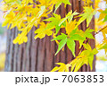黄の紅葉 7063853