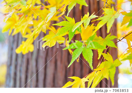 黄の紅葉 黄の紅葉 7063853