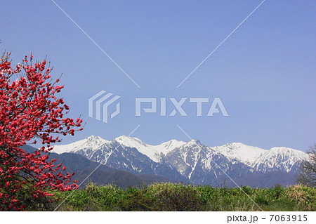 花桃と雪山 花桃と雪山 7063915