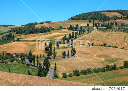 トスカーナの糸杉　 7064017