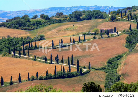 トスカーナの糸杉　 7064018
