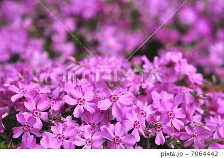 シバザクラ 7064442