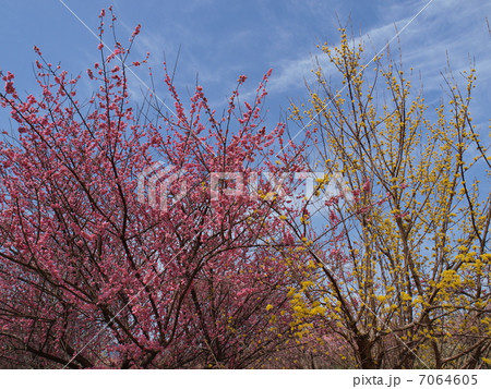 いなべ市農業公園・梅林公園（アップ） 7064605