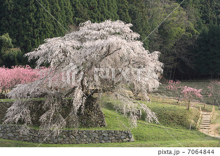 又兵衛桜 7064844