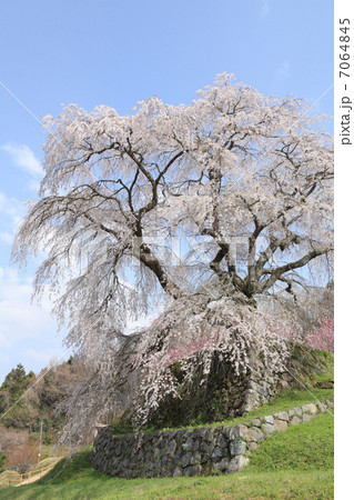 又兵衛桜 7064845