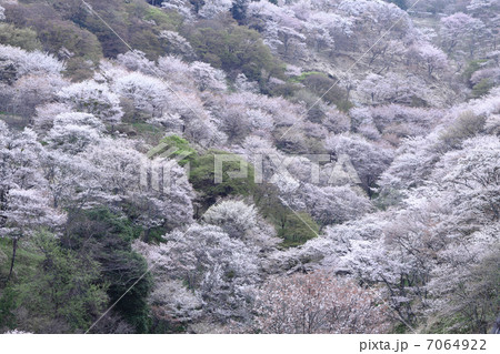 吉野山　滝桜 7064922