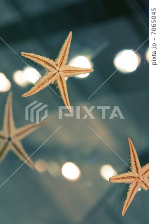 starfishes starfishes 7065045