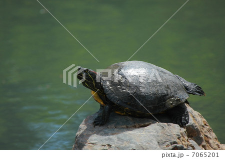 カメさん 7065201