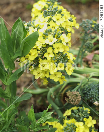 ブロッコリーの花 7065263