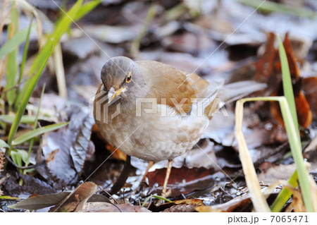 地面のシロハラ 7065471