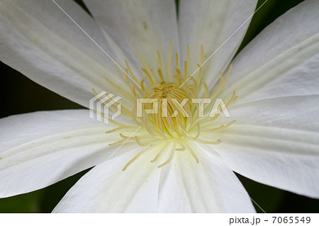 クレマチス クレマチス 7065549