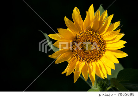 ひまわり 7065699