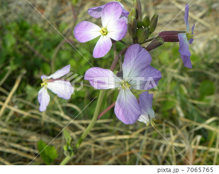 海岸の紫色の花はハマダイコンの花の写真素材