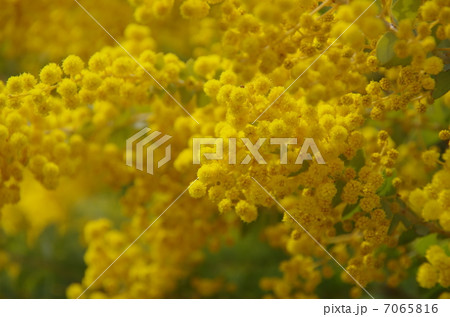 ミモザ ミモザ 7065816