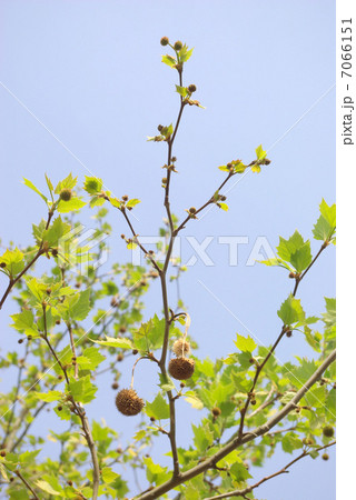 プラタナスの枝葉とたぶん花 プラタナスの枝葉とたぶん花 7066151