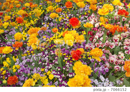 寄せ植え花壇の春の花 寄せ植え花壇の春の花 7066152