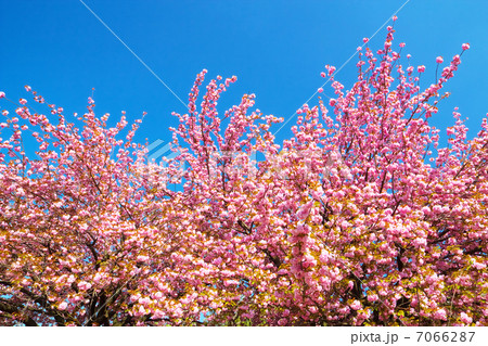 八重桜と青空 7066287