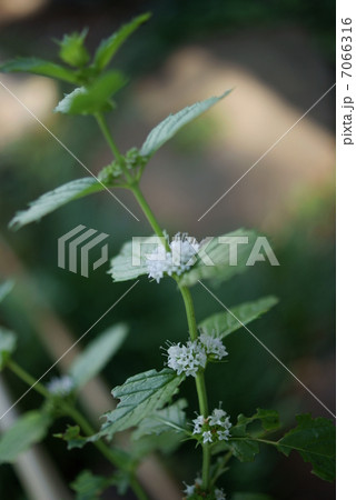 ニホンハッカ 日本薄荷 Mentha arvensis var. piperascens ニホンハッカ 日本薄荷 Mentha arvensis var. piperascens 7066316