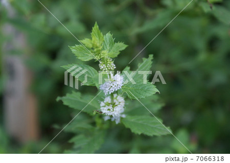 ニホンハッカ 日本薄荷 Mentha arvensis var. piperascens ニホンハッカ 日本薄荷 Mentha arvensis var. piperascens 7066318