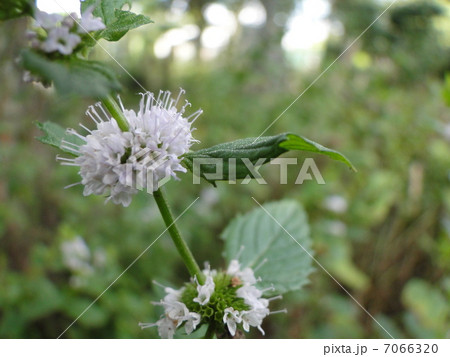 ニホンハッカ 日本薄荷 Mentha arvensis var. piperascens ニホンハッカ 日本薄荷 Mentha arvensis var. piperascens 7066320