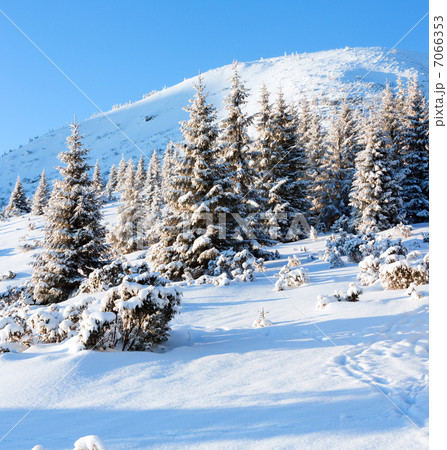 Winter fir in first morning  sunbeams 7066353