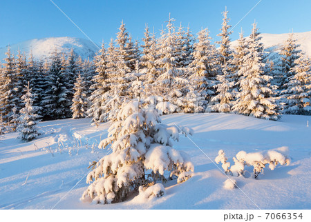 Winter fir in first morning  sunbeams 7066354