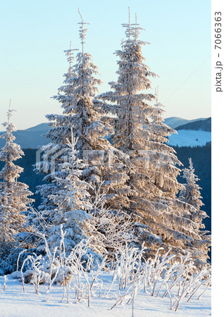 Winter fir in first morning  sunbeams 7066363