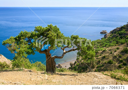 juniper tree on rock on sea background 7066371