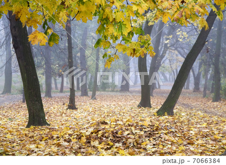 Autumn park Autumn park 7066384