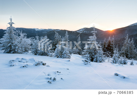 Sunrise winter mountain landscape with fir trees. 7066385